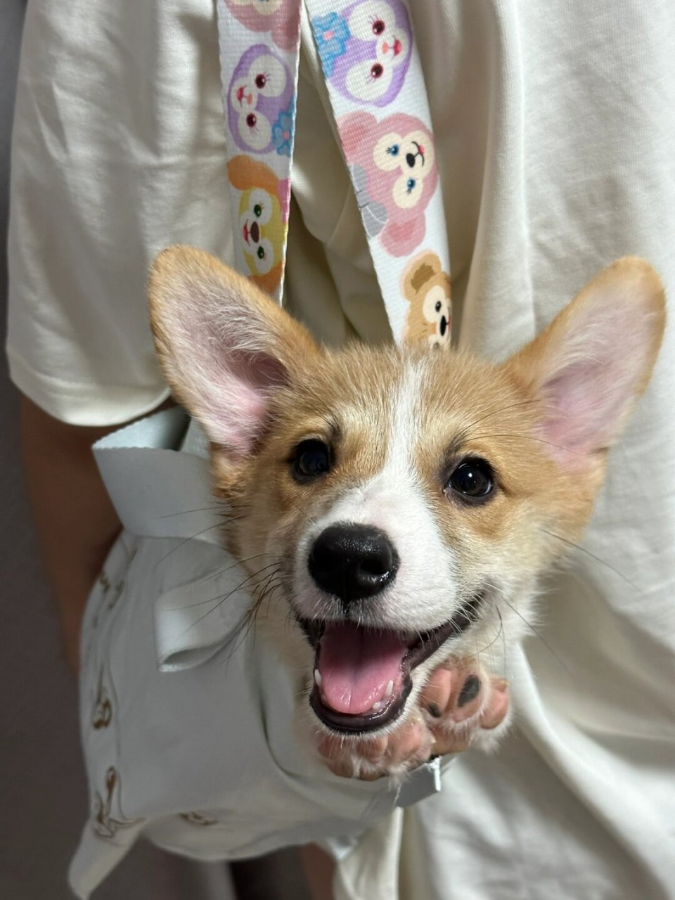 四只小可爱～柯基宝宝找家长～  超可爱奶油脸柯基幼犬,独特的黑色