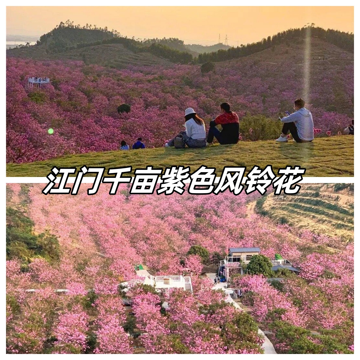江门千亩紫色风铃花,如诗如画的美景  江门,一个