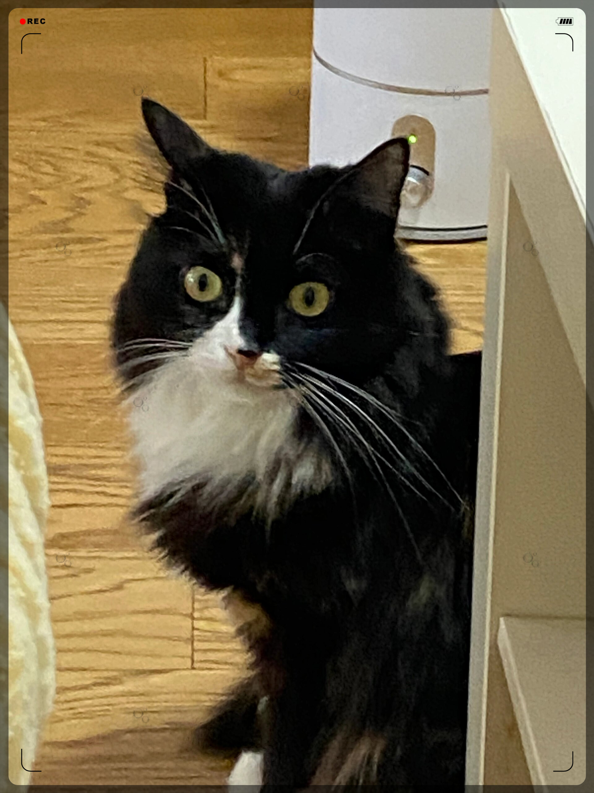 今天我被一只名叫花奶的小猫彻底征服了