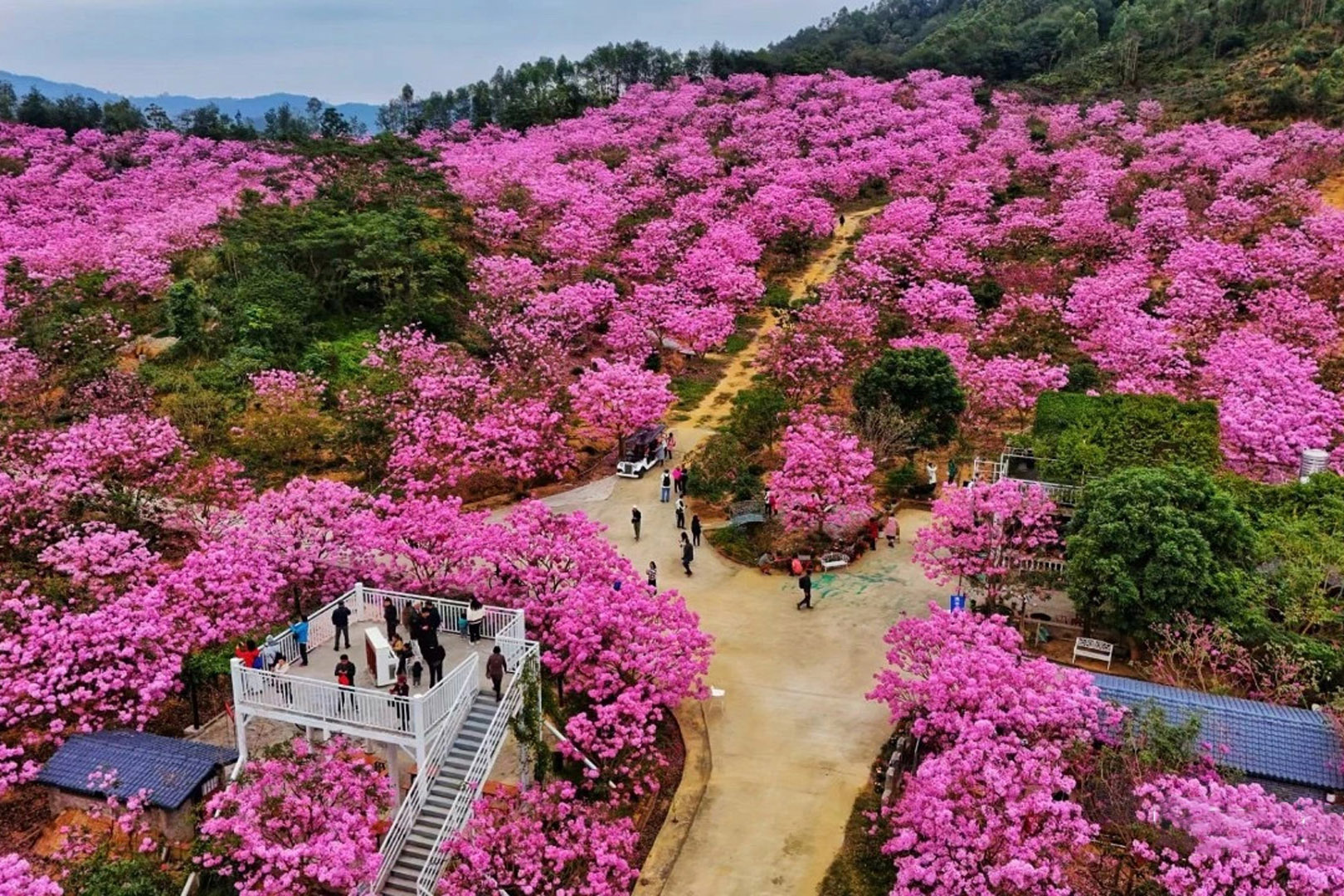 新会紫花风铃生态园图片