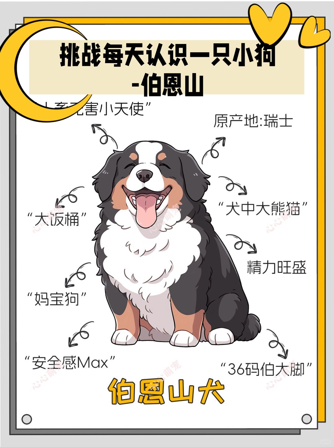 挑战每天认识一只小狗