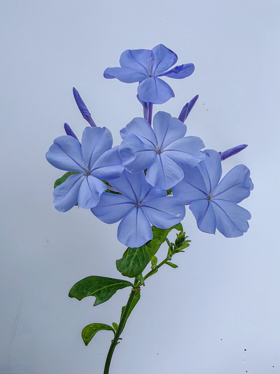 绘画素材:蓝花丹  蓝花丹,以其独特的蓝色花朵而闻名,是绘画中常用的