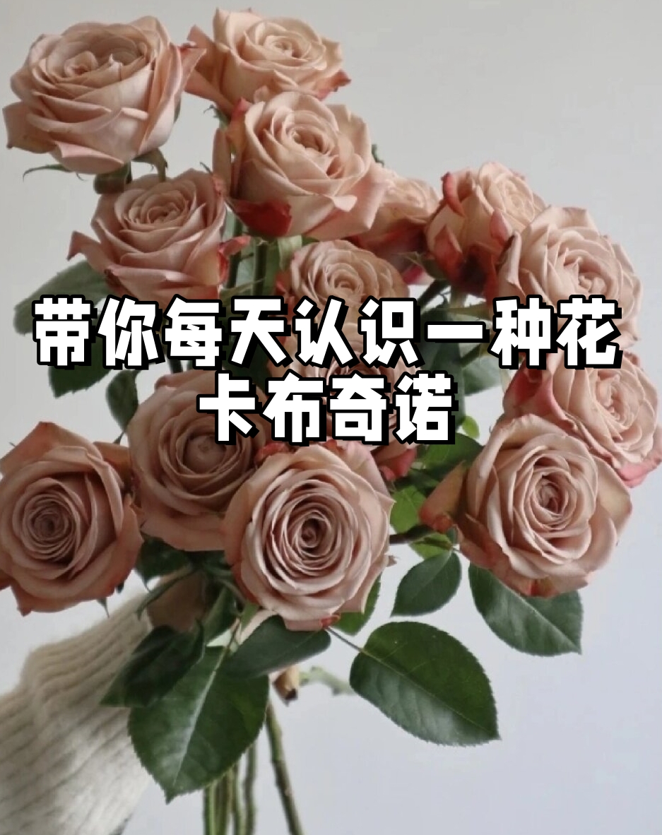 带你每天认识一种花