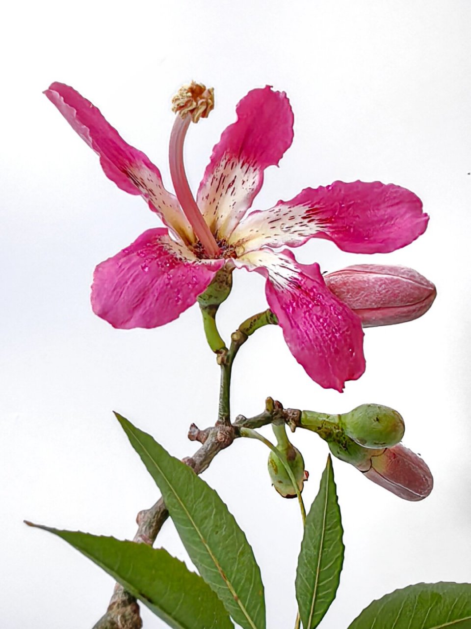 绘画素材:美丽异木棉  异木棉开花时,五彩斑斓,就像是从天而降的仙女