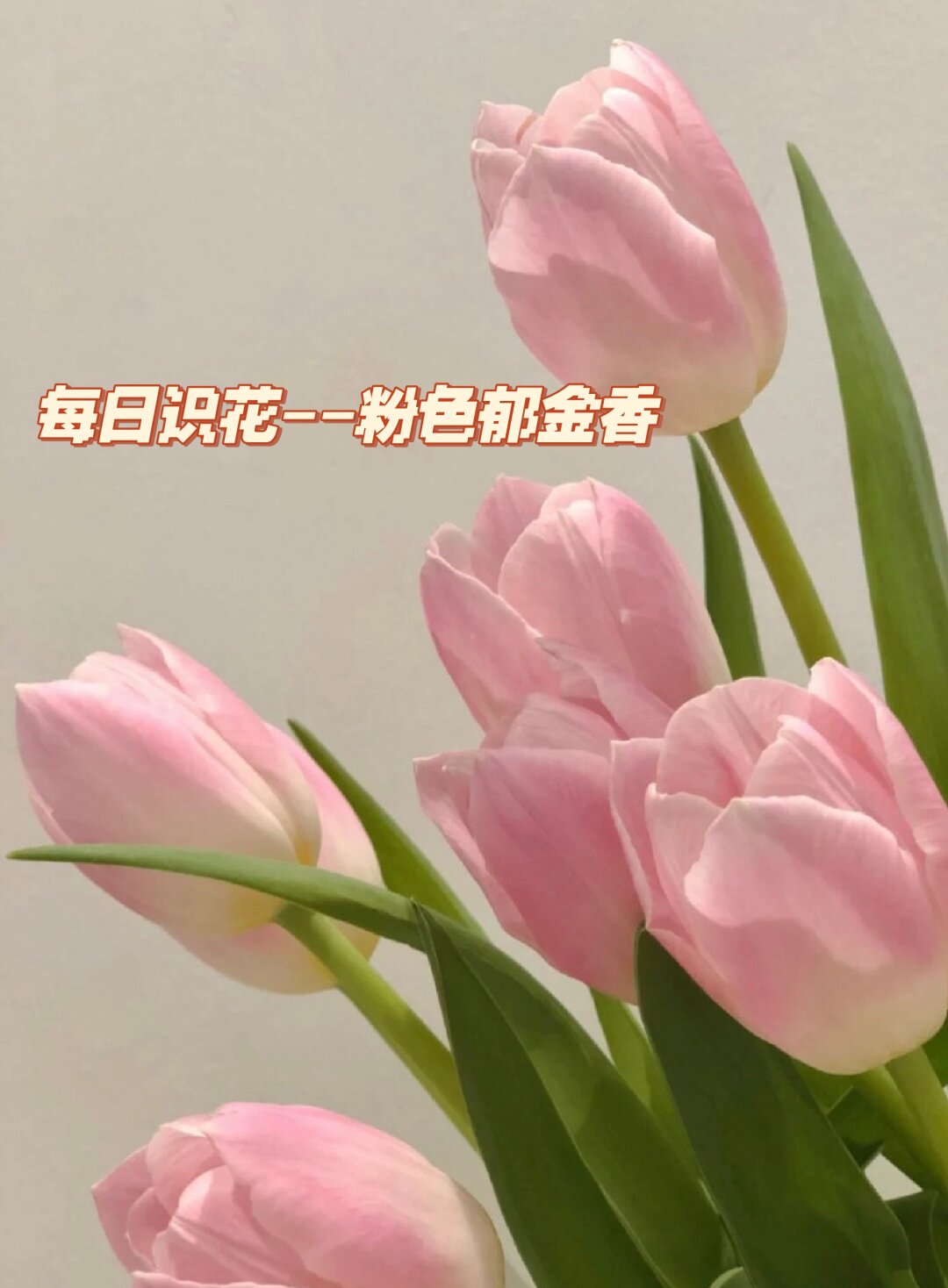 通过每天认识一种花我们可以了解到不同的植物种类生长习性花语