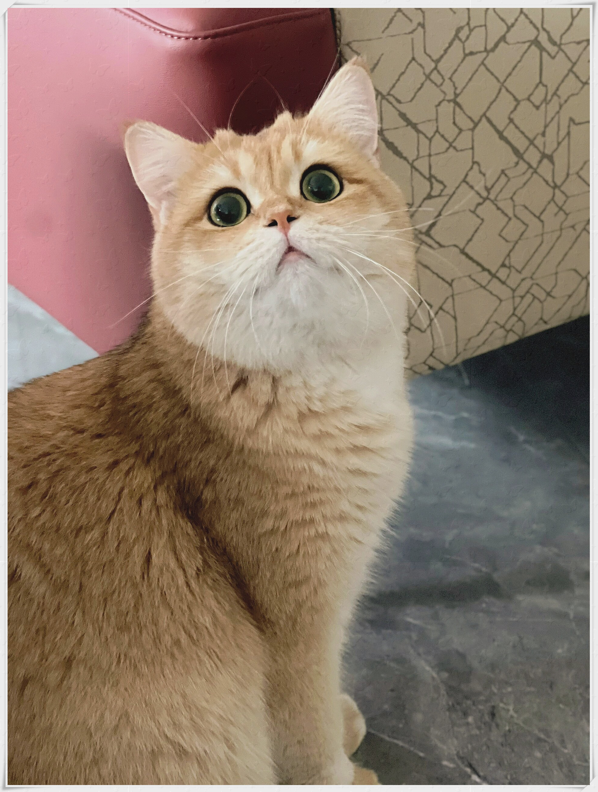 泡芙的样子真是又可爱又胆小,每次都让人忍不住想给它拍100张照片.