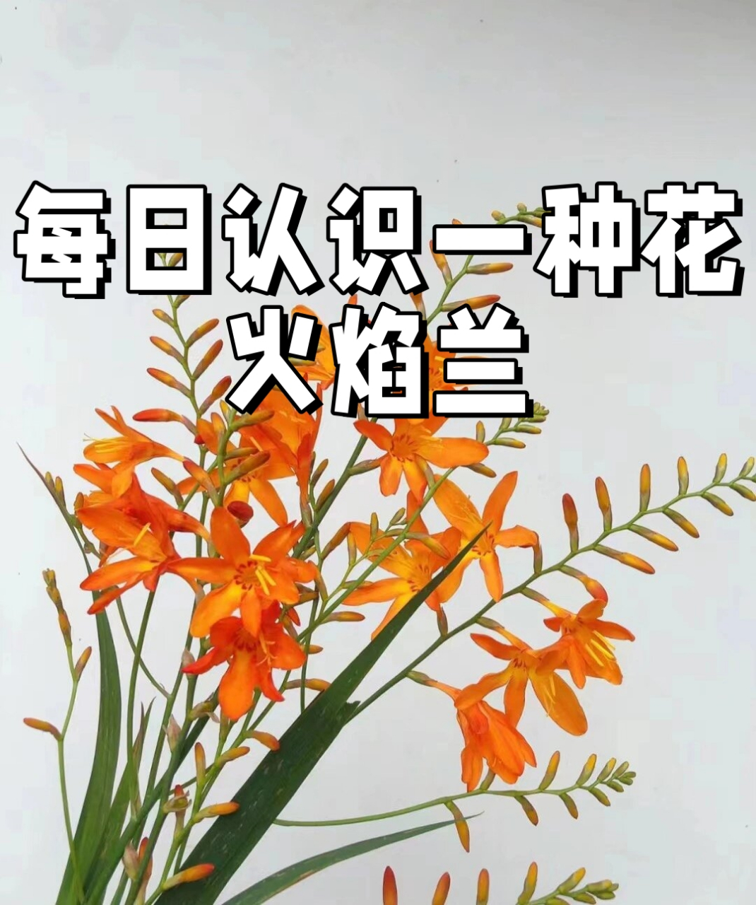 火焰兰花语图片