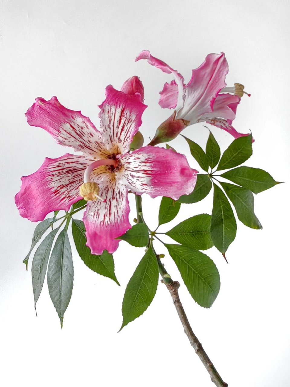 绘画素材:美丽异木棉  异木棉开花时,五彩斑斓,就像是从天而降的仙女