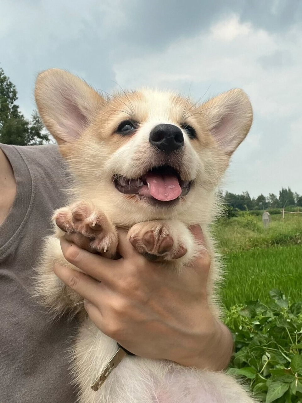 留尾奶油脸弟弟  可爱的奶油脸弟弟,小短腿柯基,现两个月大,已接种两