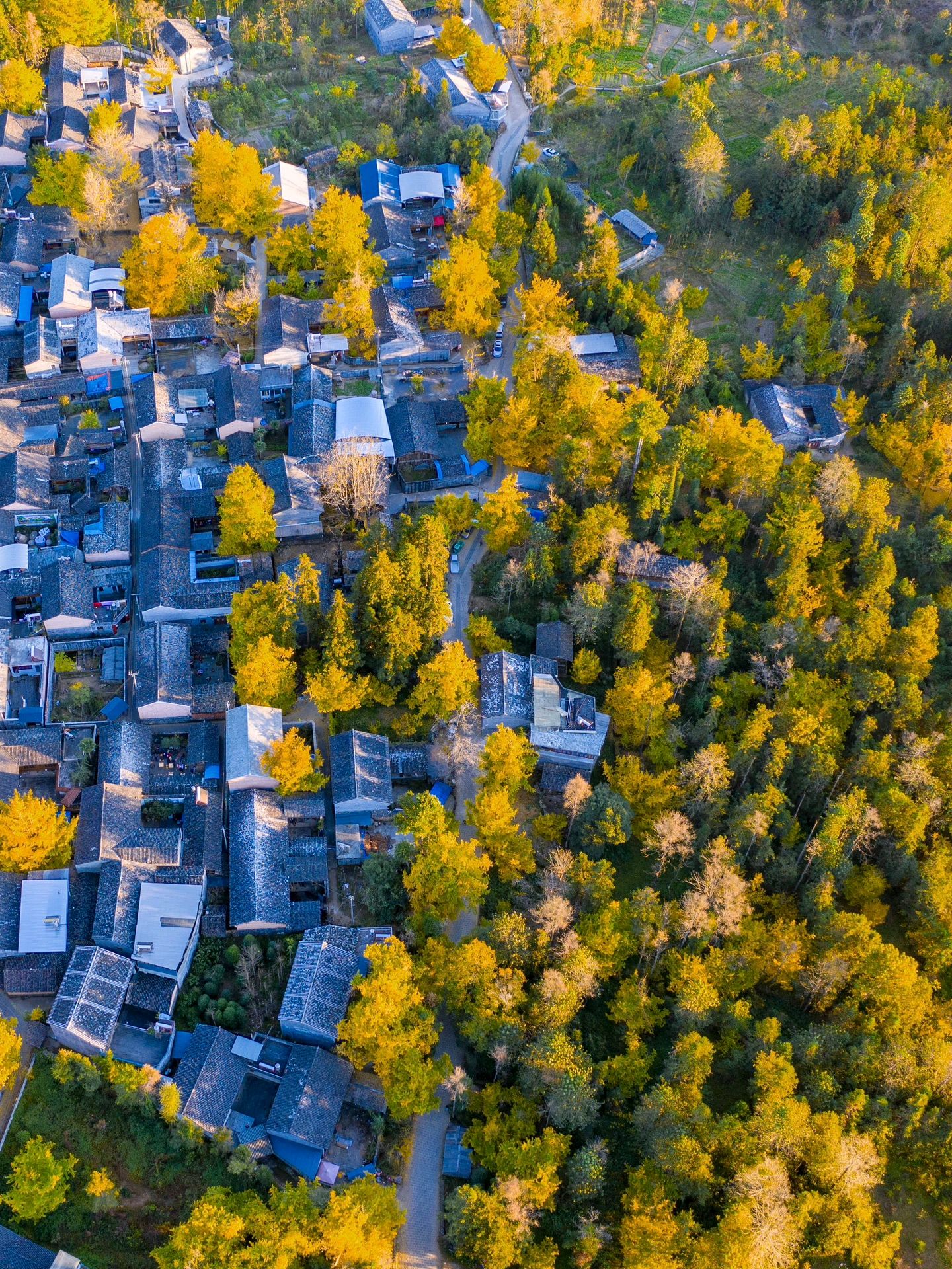 银杏村位于云南省保山市腾冲县固东镇,是一个有着几百年历史的古村落.