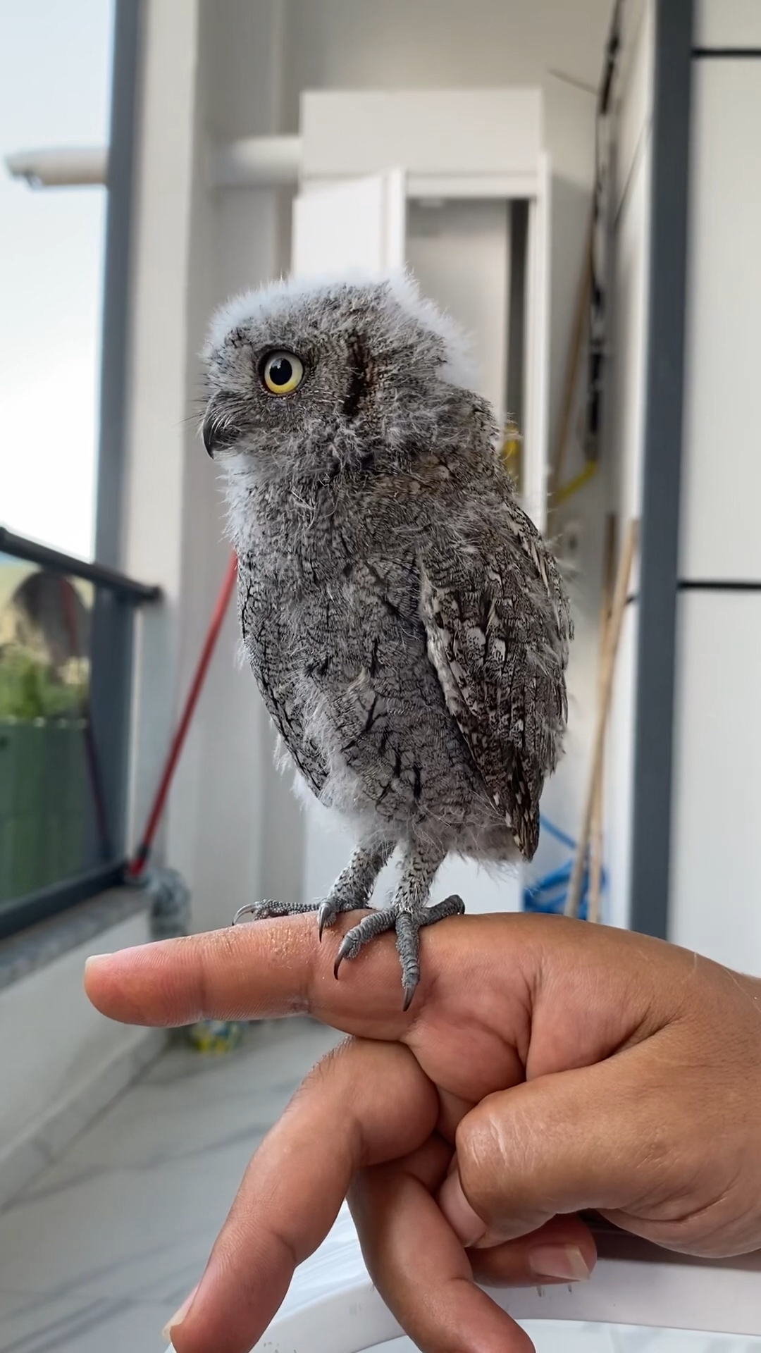 猫头鹰宝宝好可爱,毛还没长齐就出来晒太阳