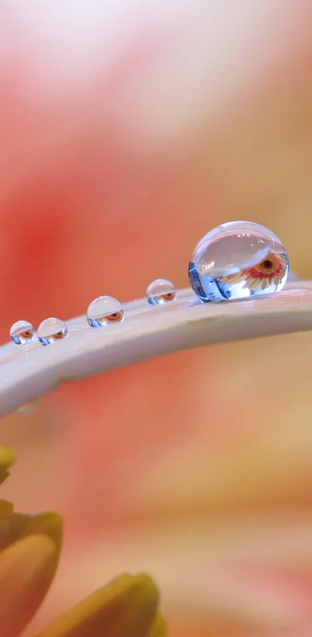 大自然清晨雨露图片图片