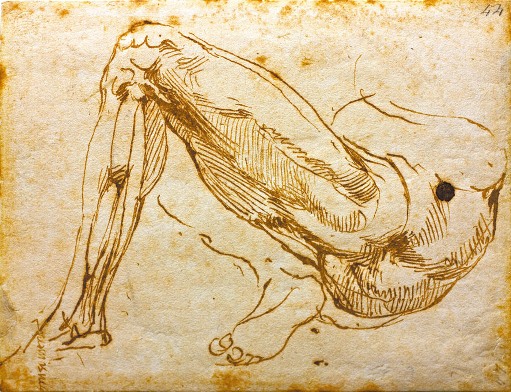 米开朗基罗的《腿》素描,以局部勾勒方式生动表现腿部肌肉线条和骨骼