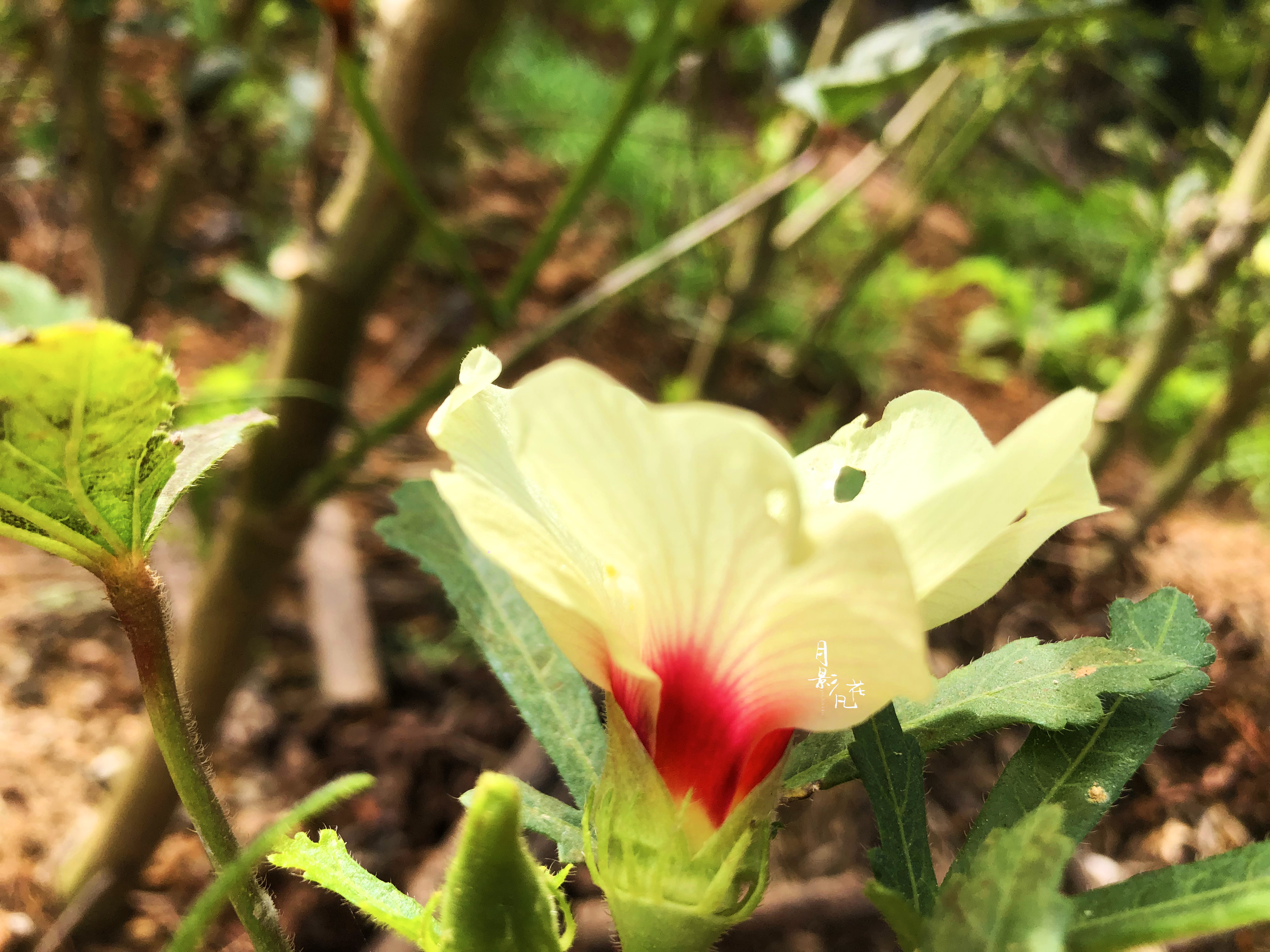 传说中的七月花神之一黄秋葵花