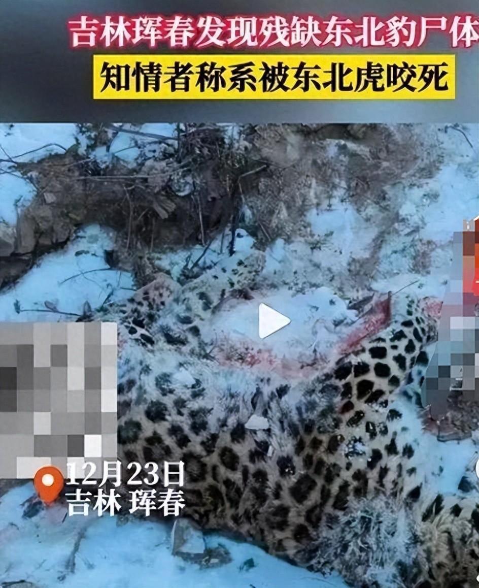 东北虎豹激烈争斗:珲春豹尸案背后的惊人真相