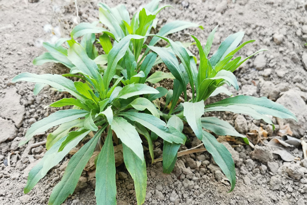 小蓬草食用方法图片