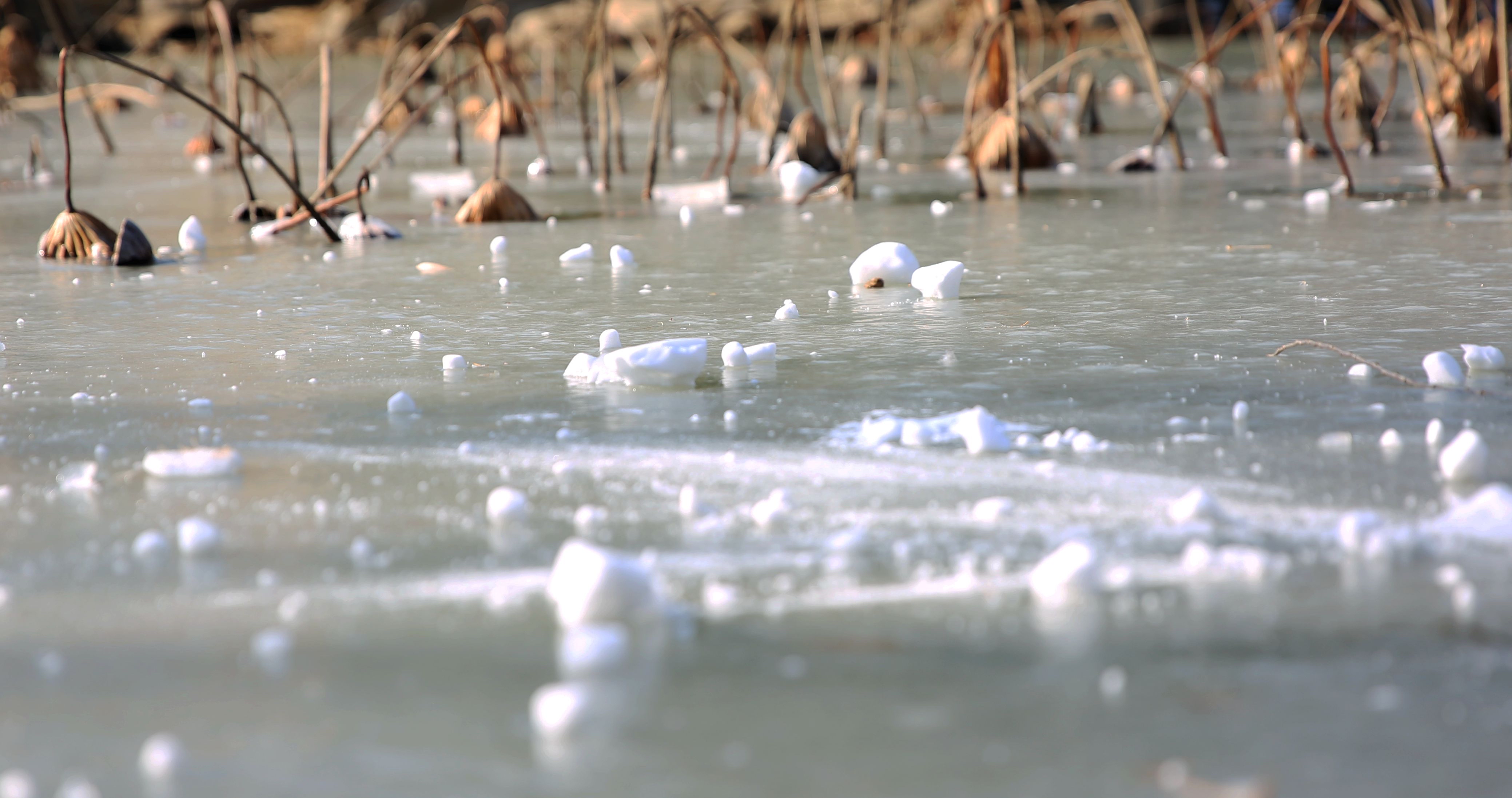 用一张图形容冬季#冬日冰雪中枯荷:宁静与坚韧的画卷冬日河畔,一片