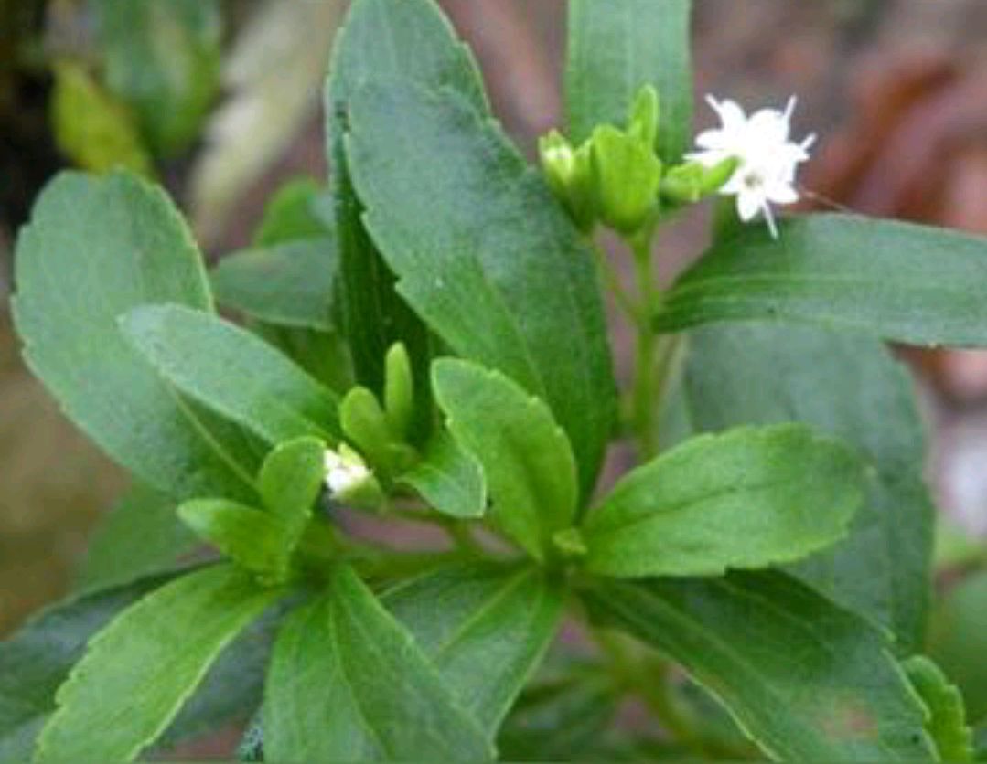 甜叶菊的生长习性及种植技术介绍