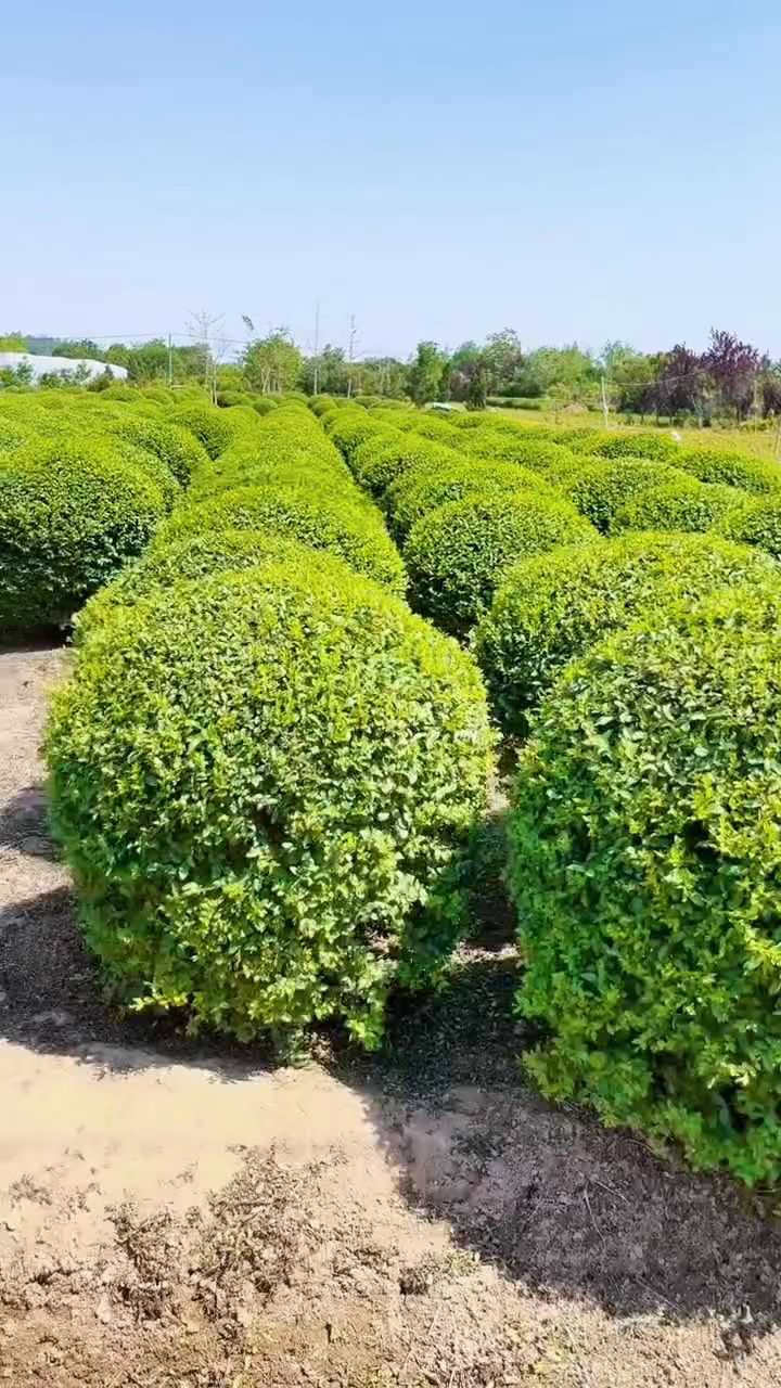 精品小叶女贞球四季常青不落叶耐寒耐旱南北方都可以栽植