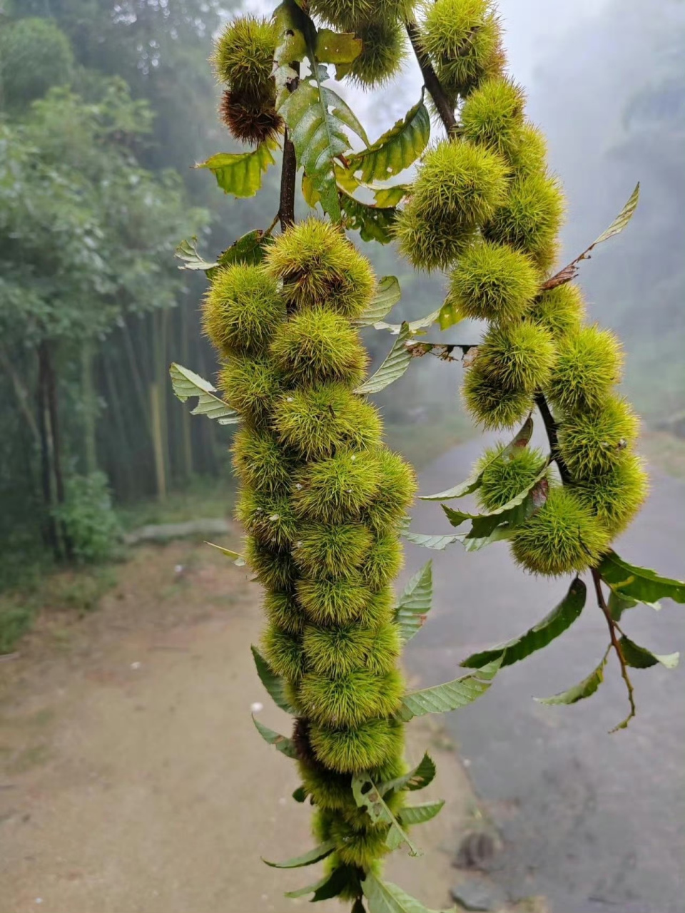 山上的野果:刺毛板栗