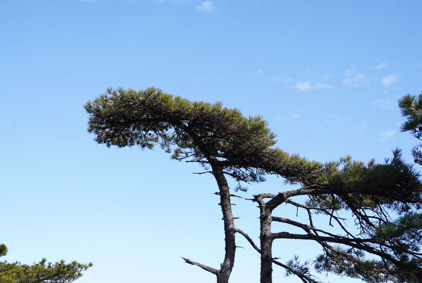 黄山松 冬季去黄山必看的十棵松树