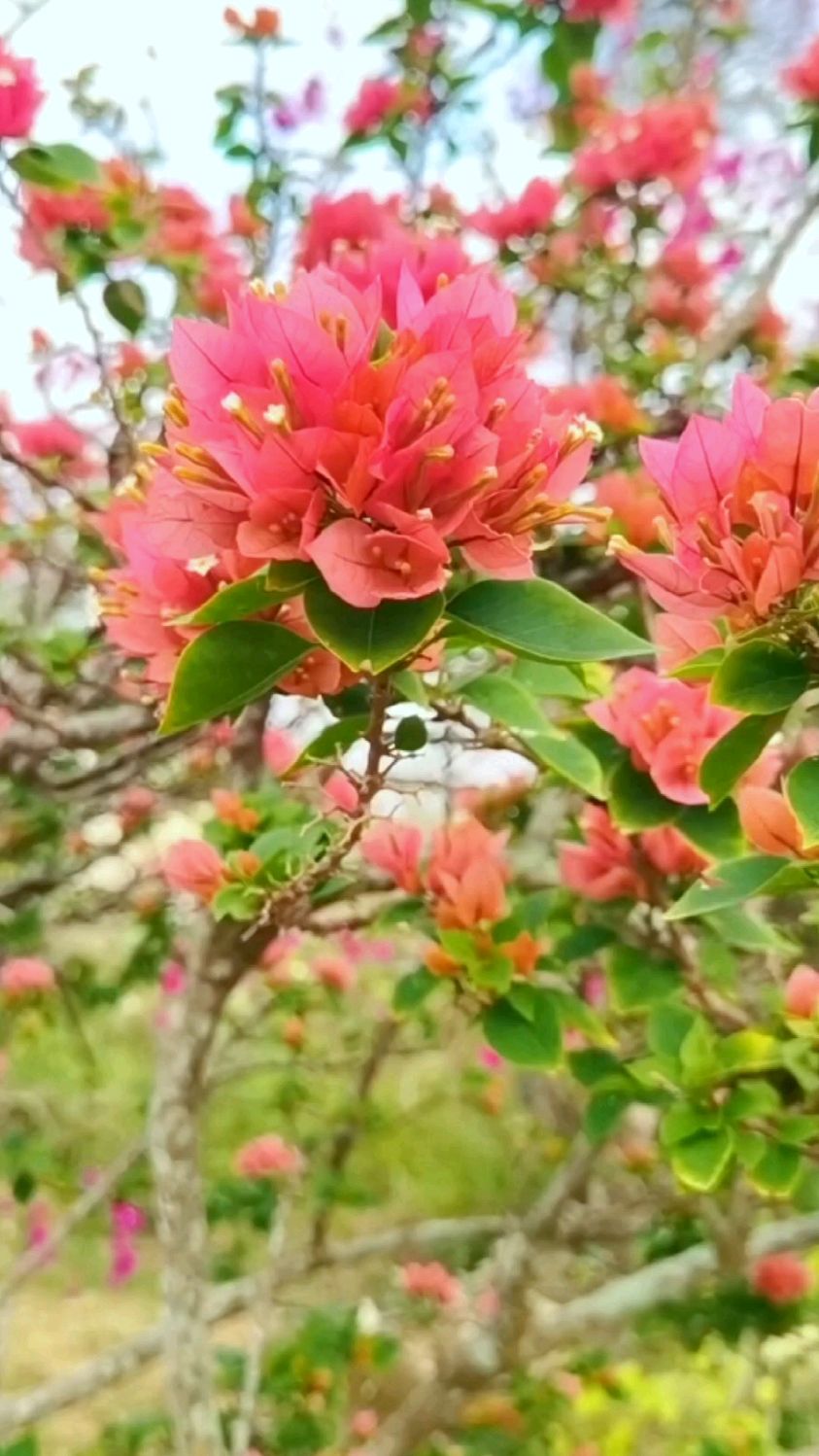 叶绿花红妩媚妖娆海南省花三角梅-度小视