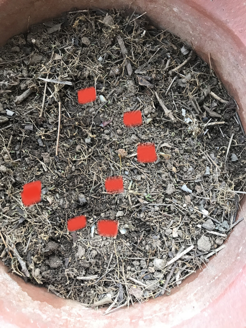 我的君子兰发芽了,上个礼拜就发芽了,11个种子,7个芽[嘻嘻][嘻嘻]