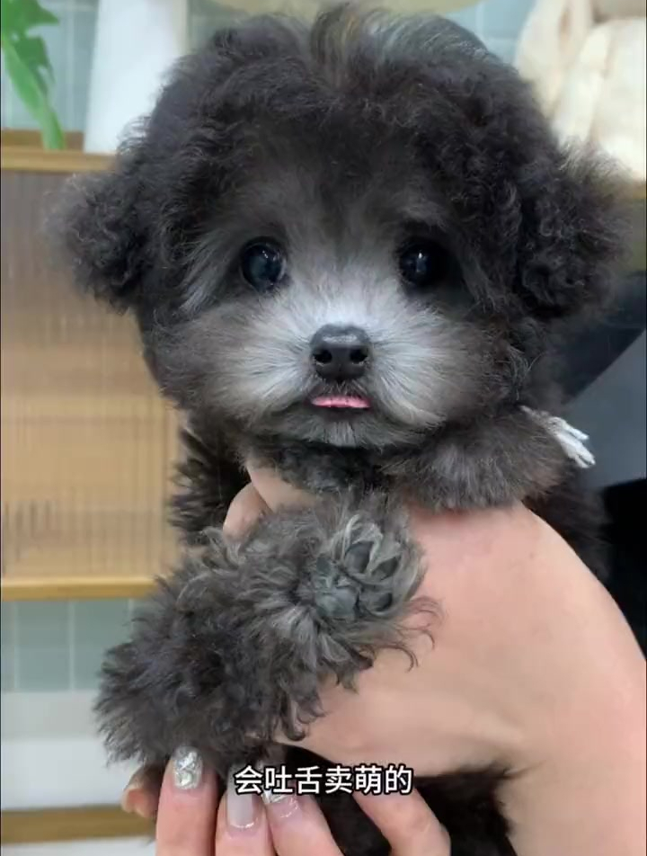 这只小灰灰要去浙江乐清新家享福去了