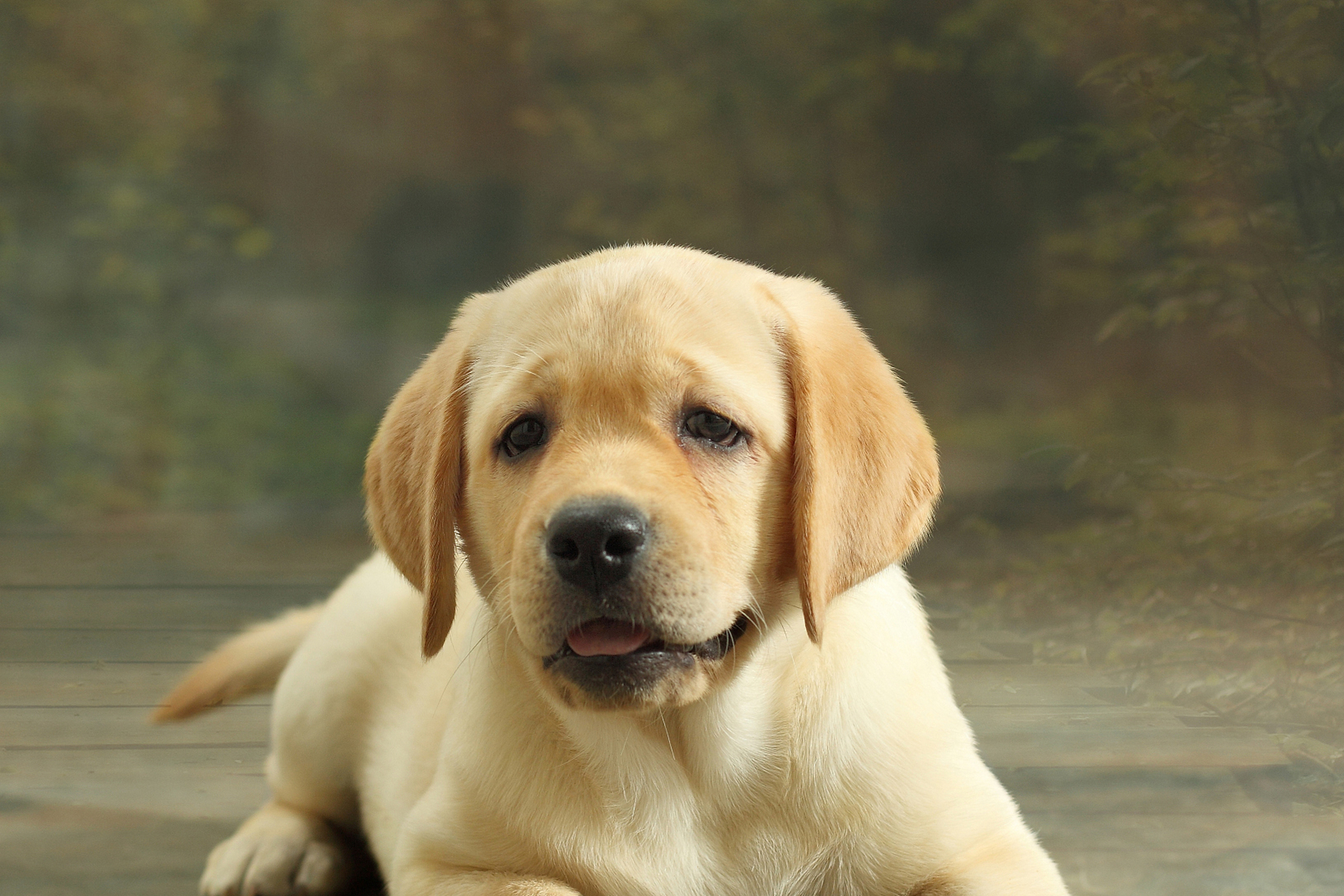 以下是五种忠心的狗狗品种:拉布拉多犬友好忠诚且聪明,德国牧羊犬工作