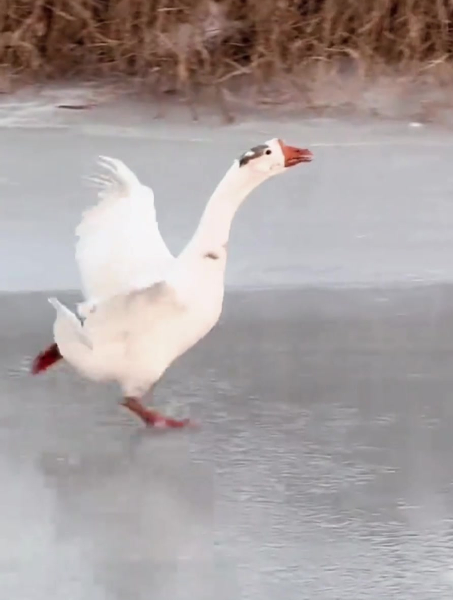 网友拍到大鹅因不会飞导致落单,在后边疯狂的奔跑追赶鹅群