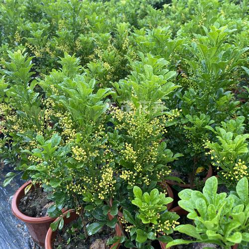 香水米兰花的繁殖方法:轻松拥有美丽的花朵!