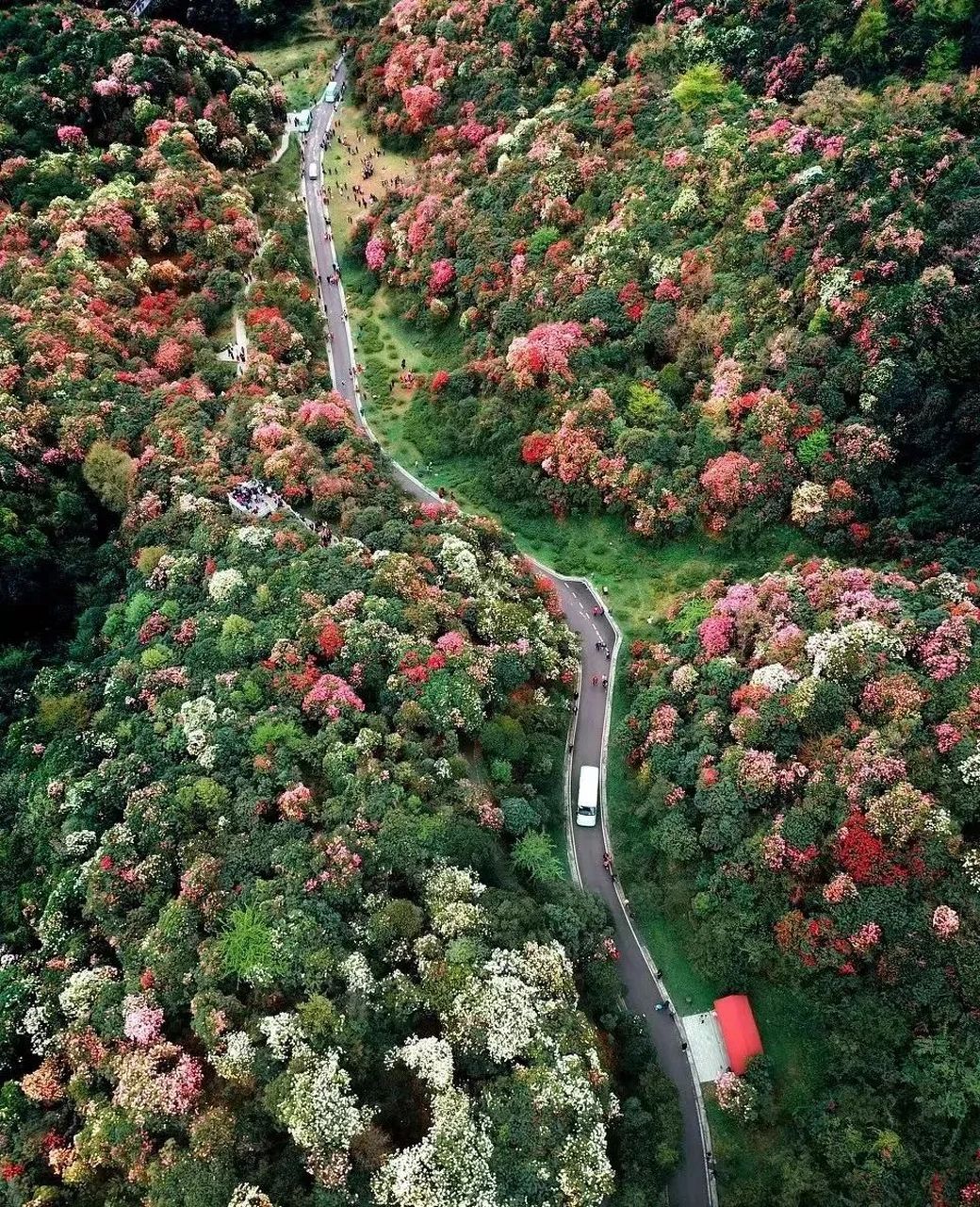 百里杜鹃景区介绍图片