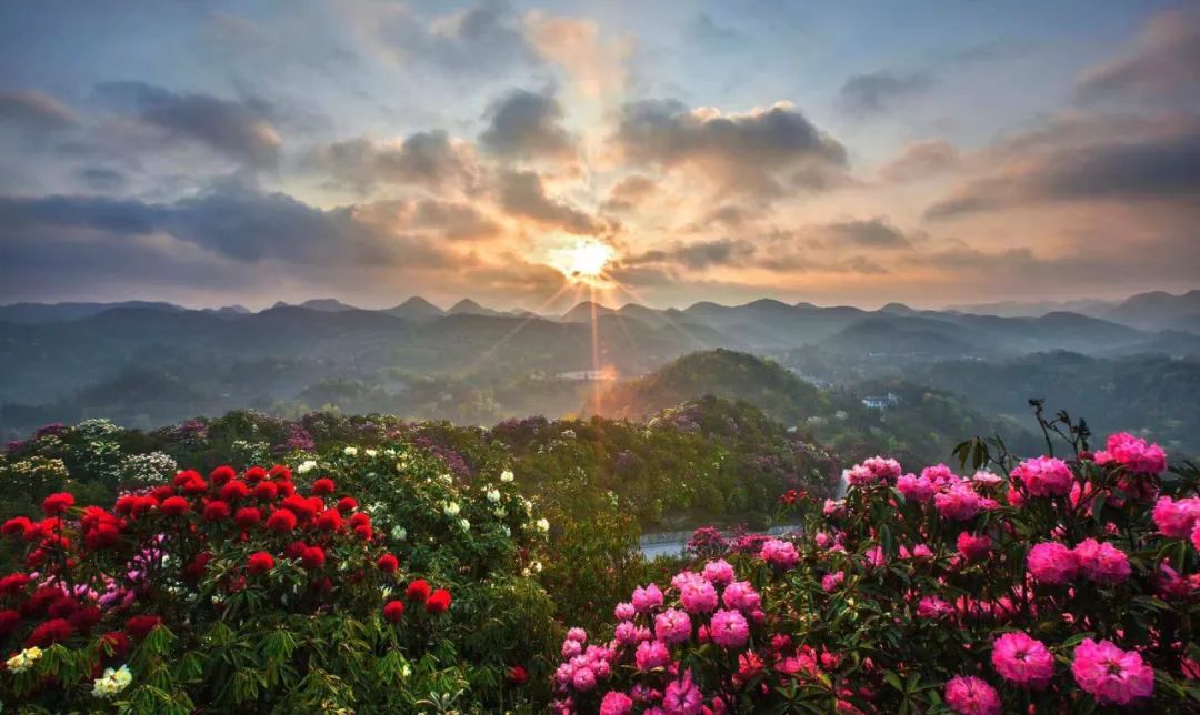 百里杜鹃风景名胜区,位于贵州省毕节市大方县与黔西县的交界处,占地