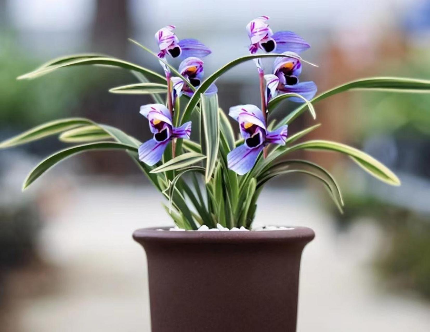 醉玲珑兰花是优雅清新的品种,深邃蓝色花朵在阳光下更迷人,香味轻盈