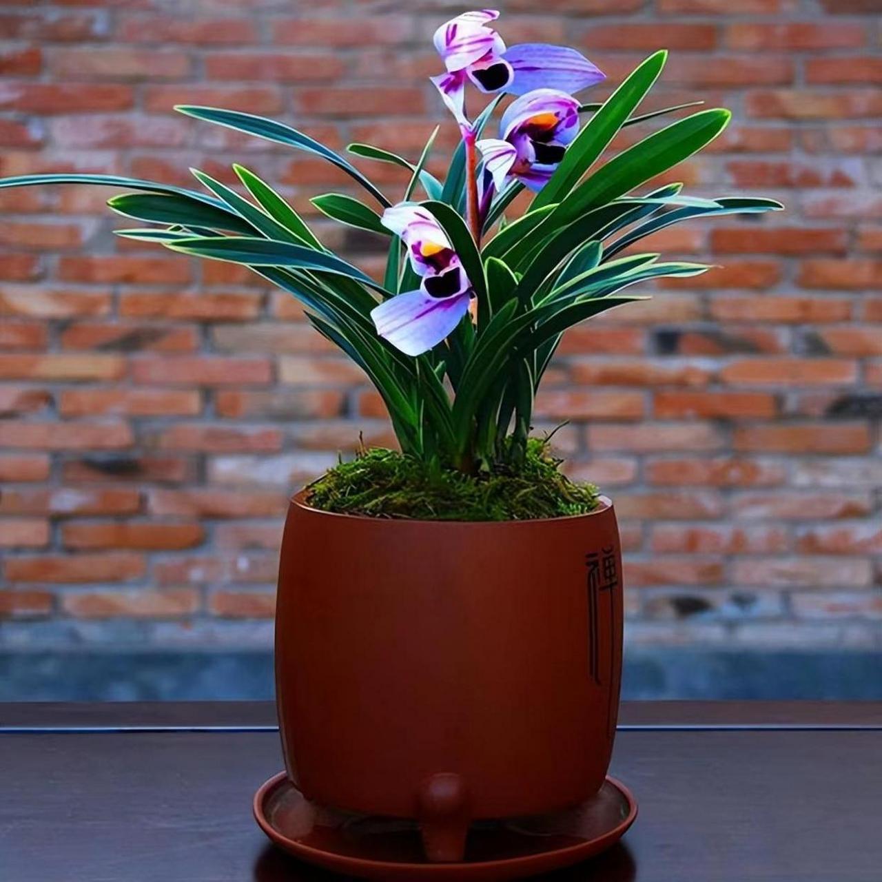 醉玲珑兰花是优雅清新的品种,深邃蓝色花朵在阳光下更迷人,香味轻盈