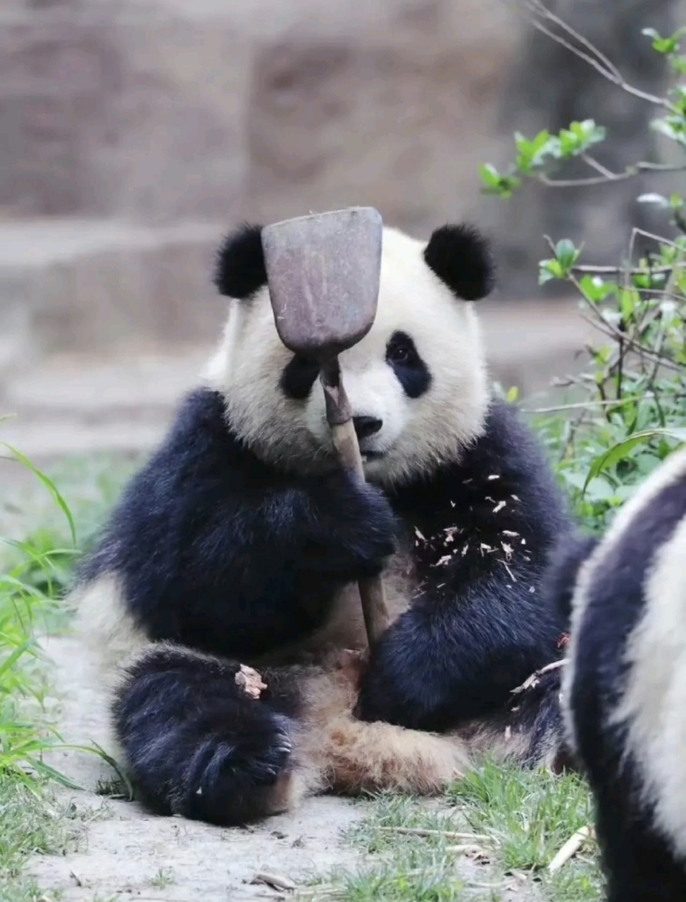 熊猫两手放头上的表情图片