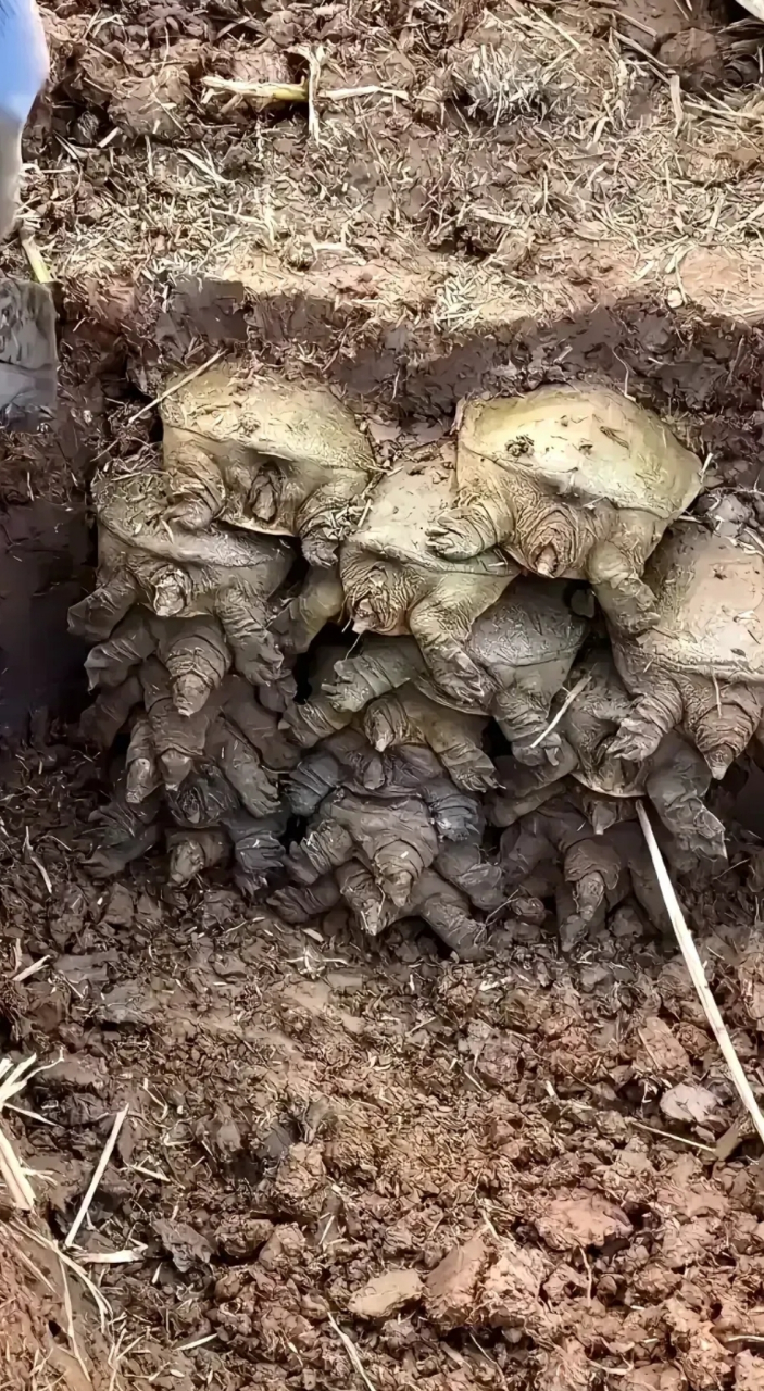 甲鱼家族聚会被主播团灭!真是千年难得一见!