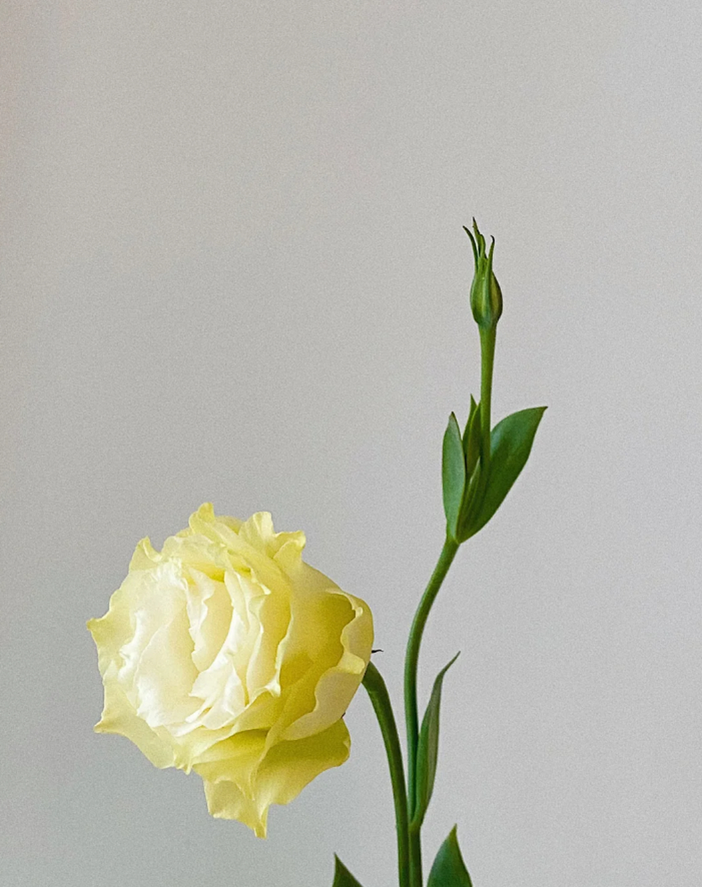 有谁会拒绝几枝洋桔梗就能拥有的美丽呢 有谁能够抵挡住香槟色洋桔梗