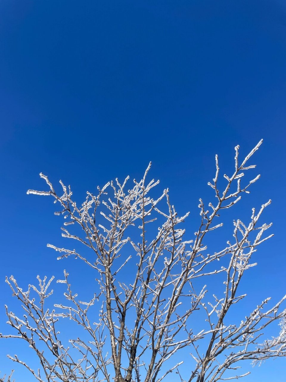 以蓝天为画布,在枝头画上冰凌和雾凇  以蓝天为画布,描绘冰凌与雾凇的