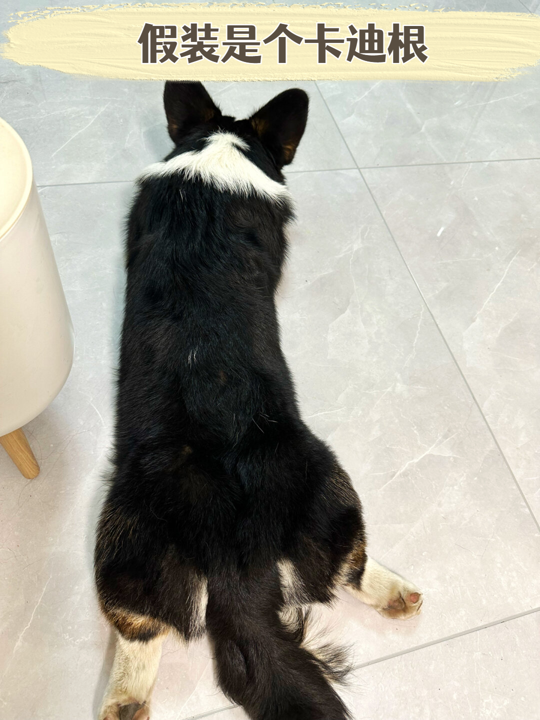我们并非边疆牧羊犬,而是货真价实的黑头三色彭布罗克威尔士柯基犬