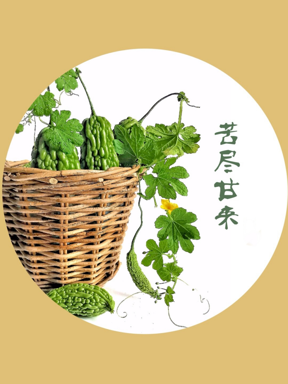 绘画素材1000集Ⅰ国画风:苦尽甘来  苦瓜(momordica charantia l.