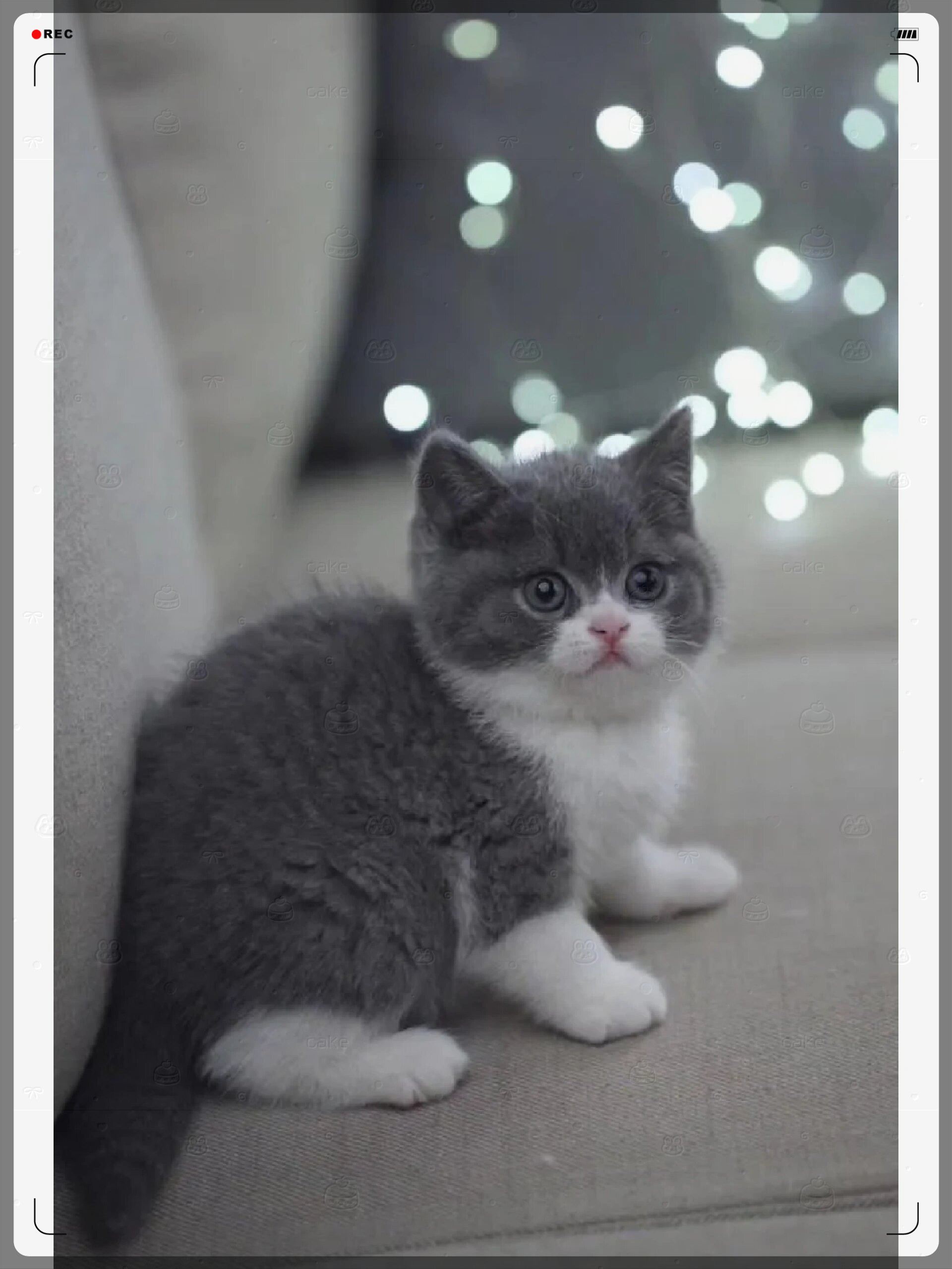 英短蓝白 这么可爱的猫咪你不心动吗  颜值高,体质好,适应能力强,蓝白