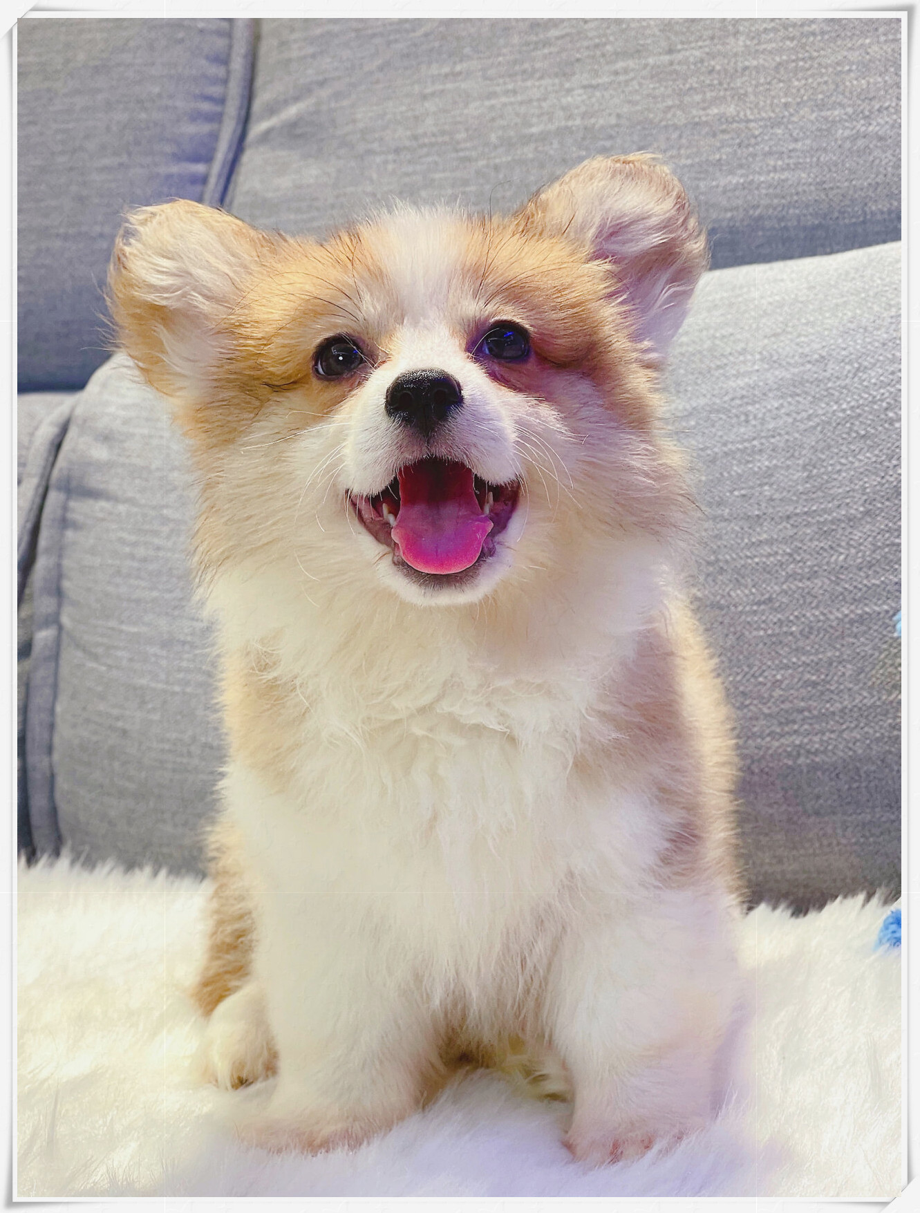 拥有米奇耳的长毛柯基