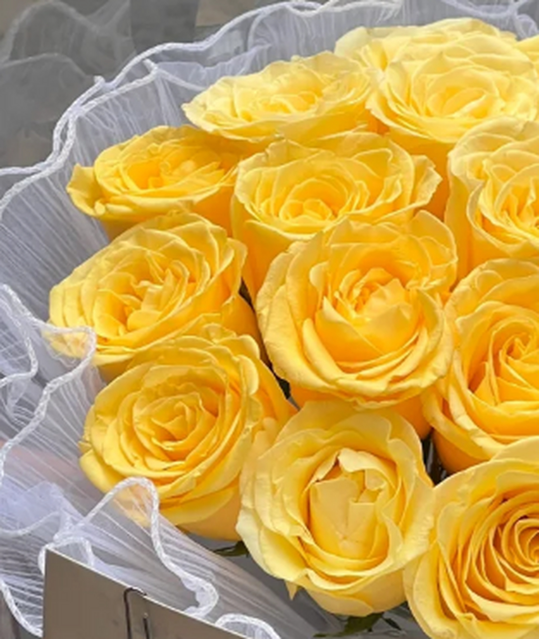 辉煌玫瑰——浮世中的永恒之爱 在这纷繁浮世中,有三千繁华,而我独爱