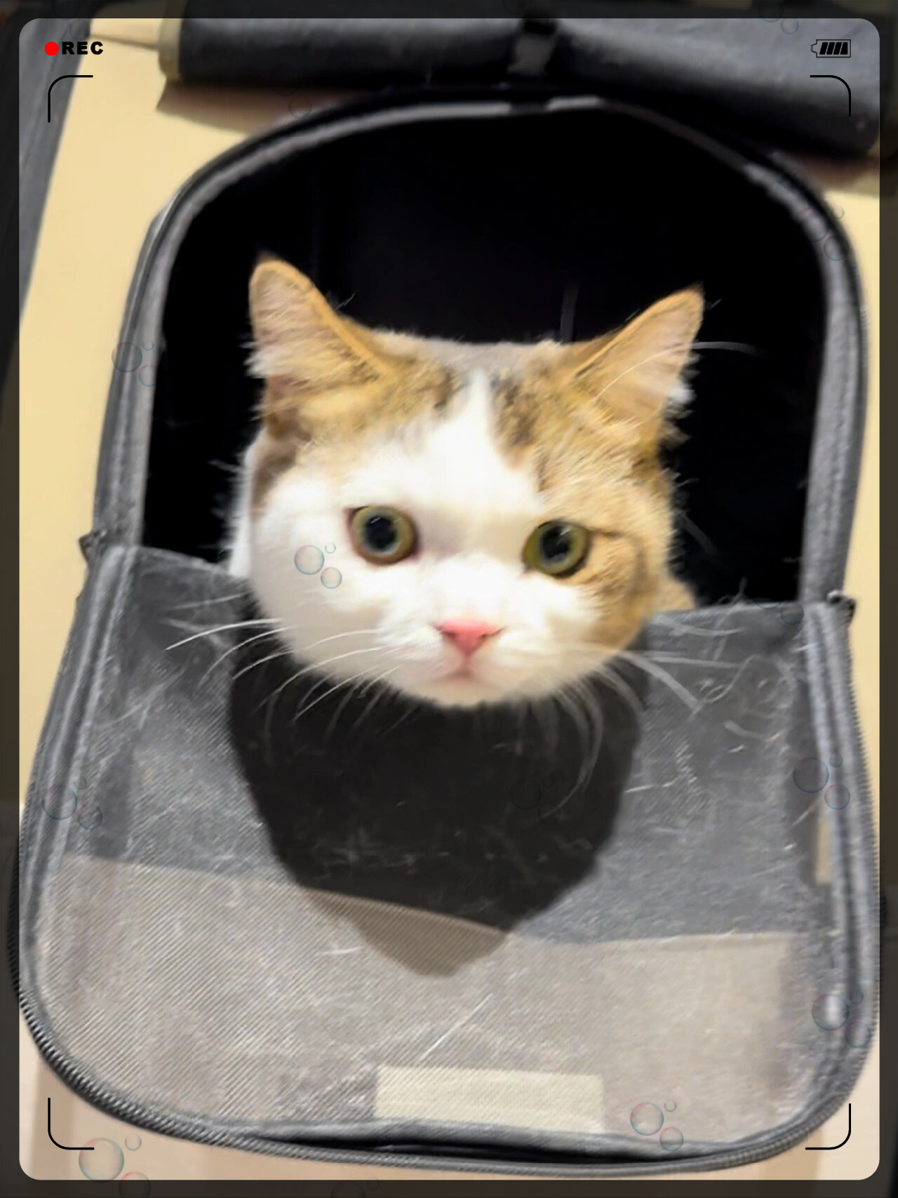 我家的猫猫头最近就一脸委屈,看着它的小模样,我真是又气又心疼