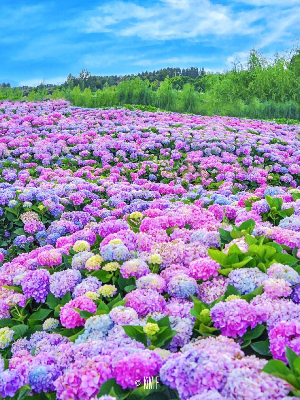 为了这片绣球花海,我还要再来n次昆明  最近,我发现了一片盛开的无尽