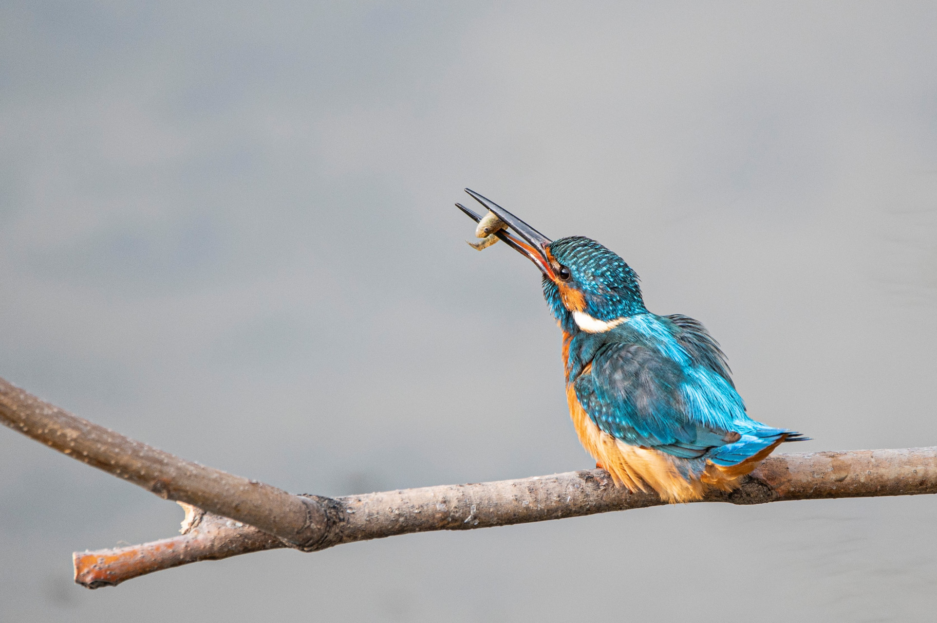 翠鸟# 在那个瞬间,小翠儿翠鸟以迅雷不及掩耳之势,猛然俯冲向湖面.