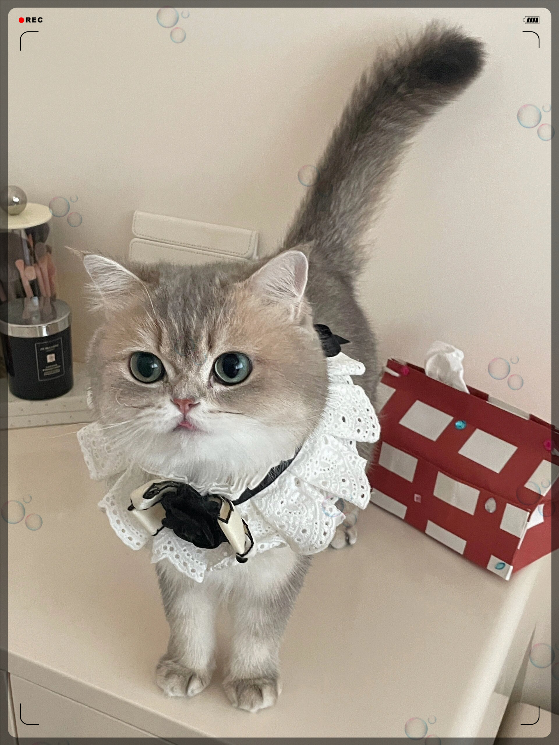 我家的小英短蓝金渐层猫咪,那双湛蓝的眼睛仿佛藏着星辰大海,每次