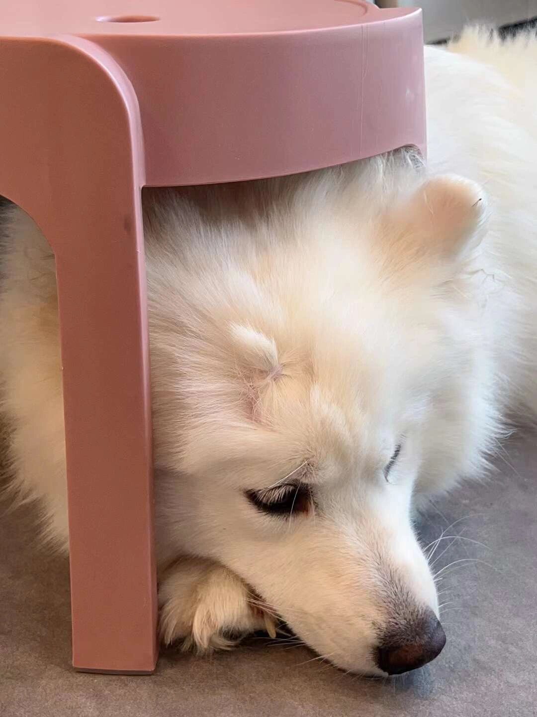 郑州萨摩耶猫狗咖馆
