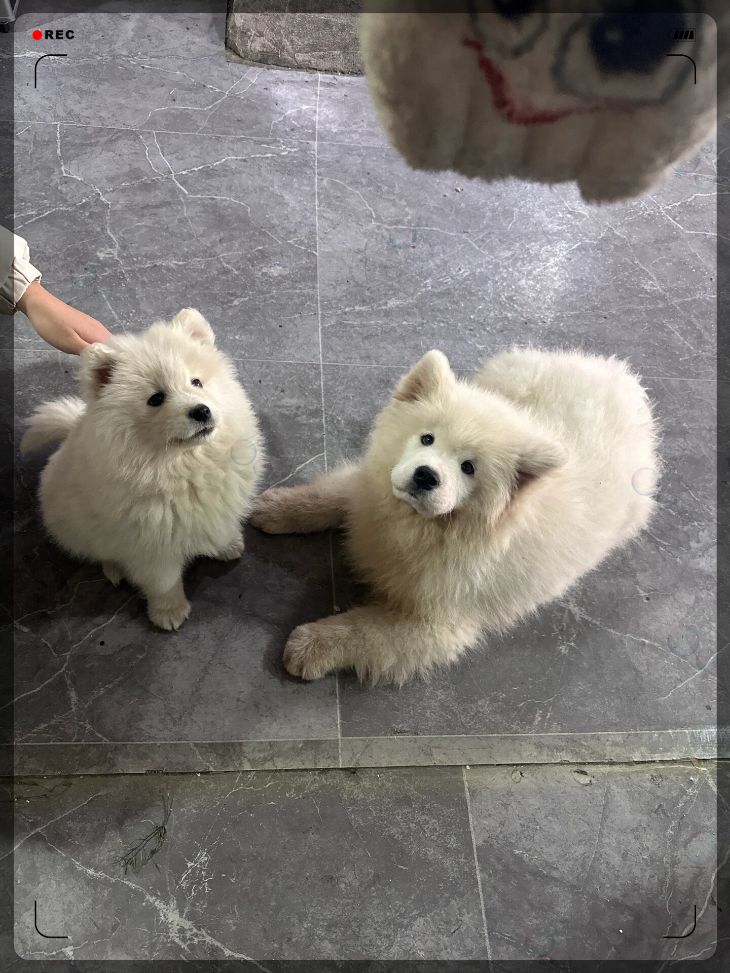 三个月后小耶耶已经成长为一只帅气的萨摩耶犬聪明伶俐活泼好动